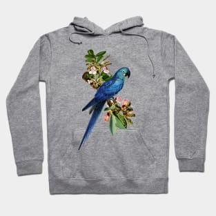 Blue Parrot Hoodie